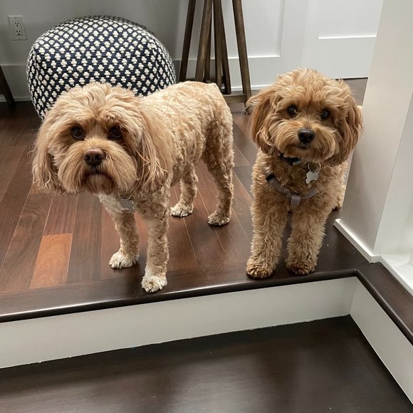 Meet the Posher Other - Meet your Posher, Kari